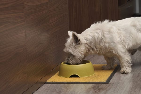 Suelos para mascotas